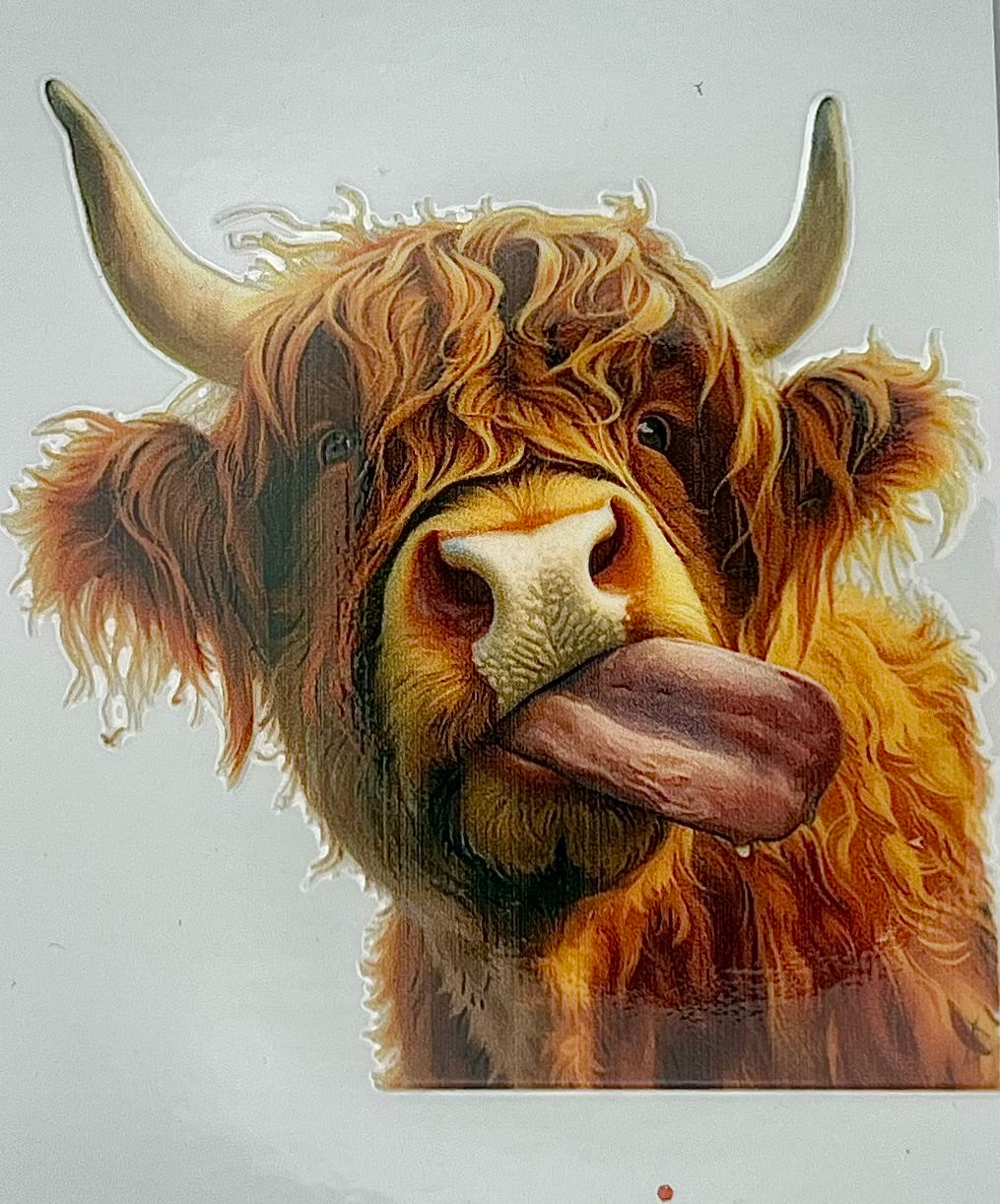 Highland Cow
