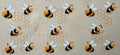 Honey bees